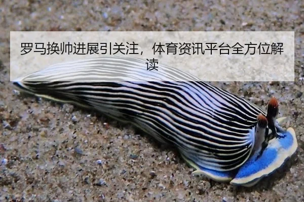 罗马换帅进展引关注，体育资讯平台全方位解读